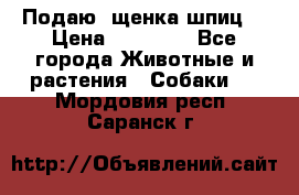 Подаю. щенка шпиц  › Цена ­ 27 000 - Все города Животные и растения » Собаки   . Мордовия респ.,Саранск г.